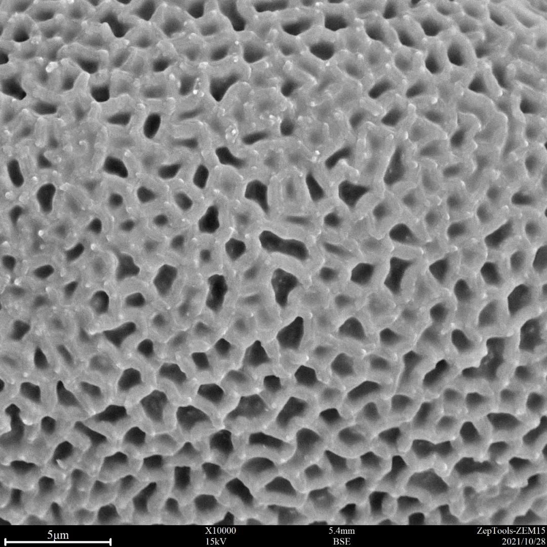 台式扫描电镜10000倍下的葱莲花粉
