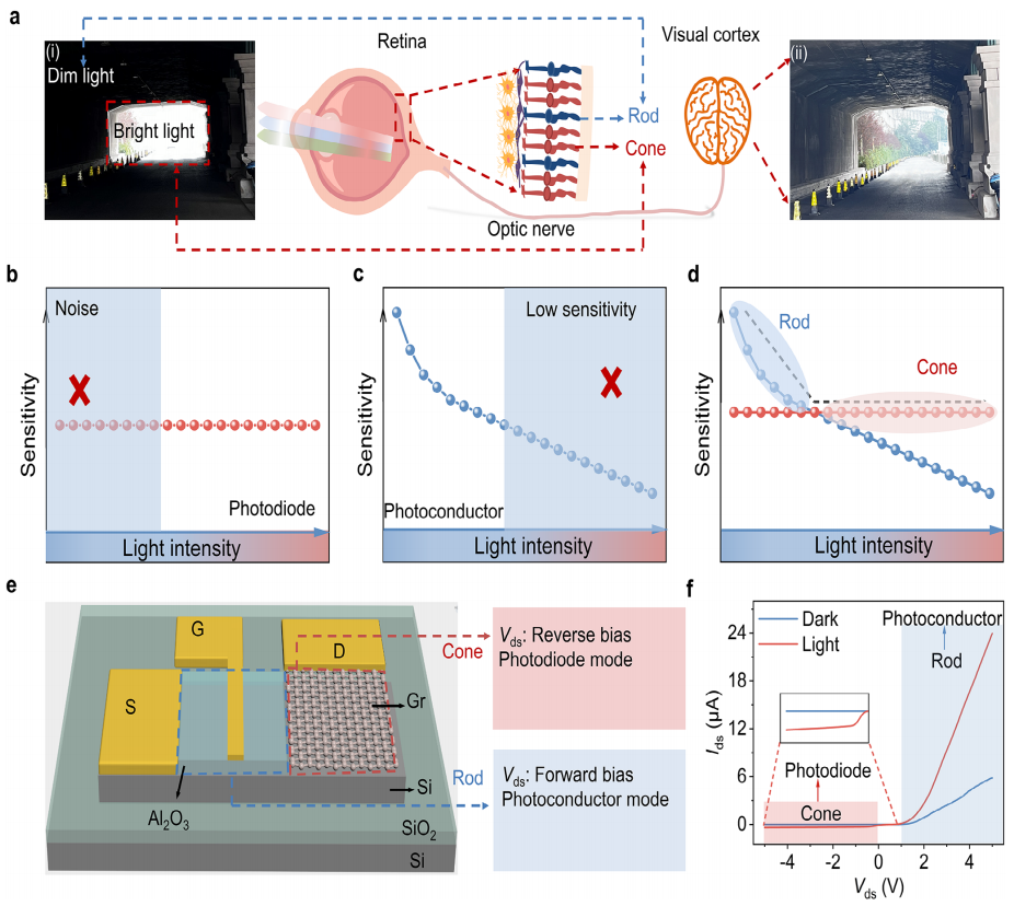 人类视觉机制的原理图和视网膜杆状/锥状双模光电探测器的设计